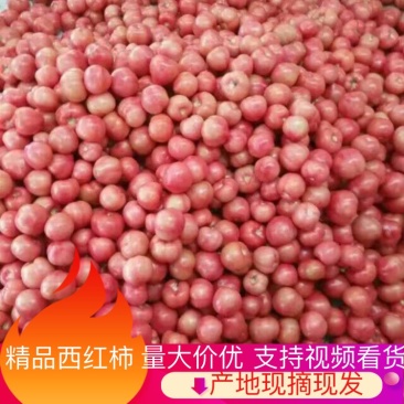 西红柿硬粉弧二以上对接商超市场电商欢迎来电洽谈合作