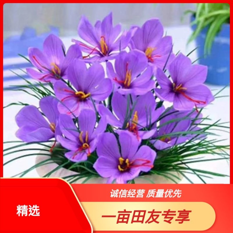 藏红花种球，全程跟踪技术指导，包回收产品