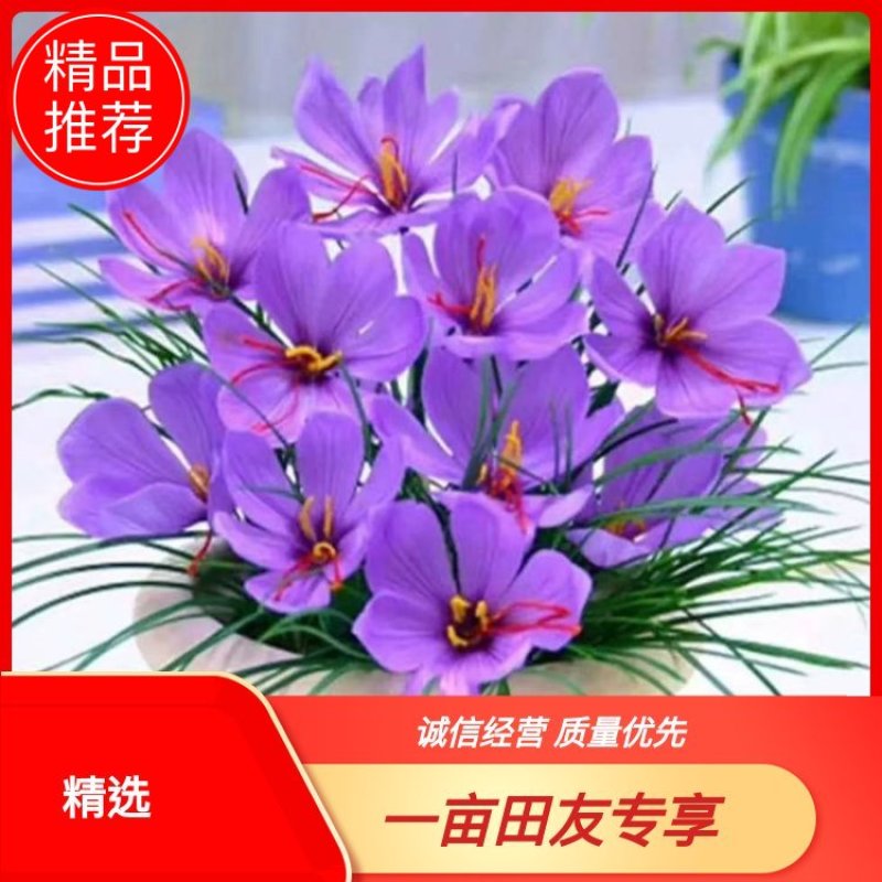 藏红花种球，全程跟踪技术指导，包回收产品