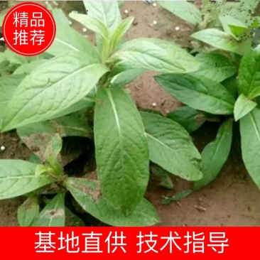 旋覆花芽，谷雨前种植产量更高，基地直发，货源充足