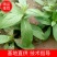 旋覆花芽，谷雨前种植产量更高，基地直发，货源充足