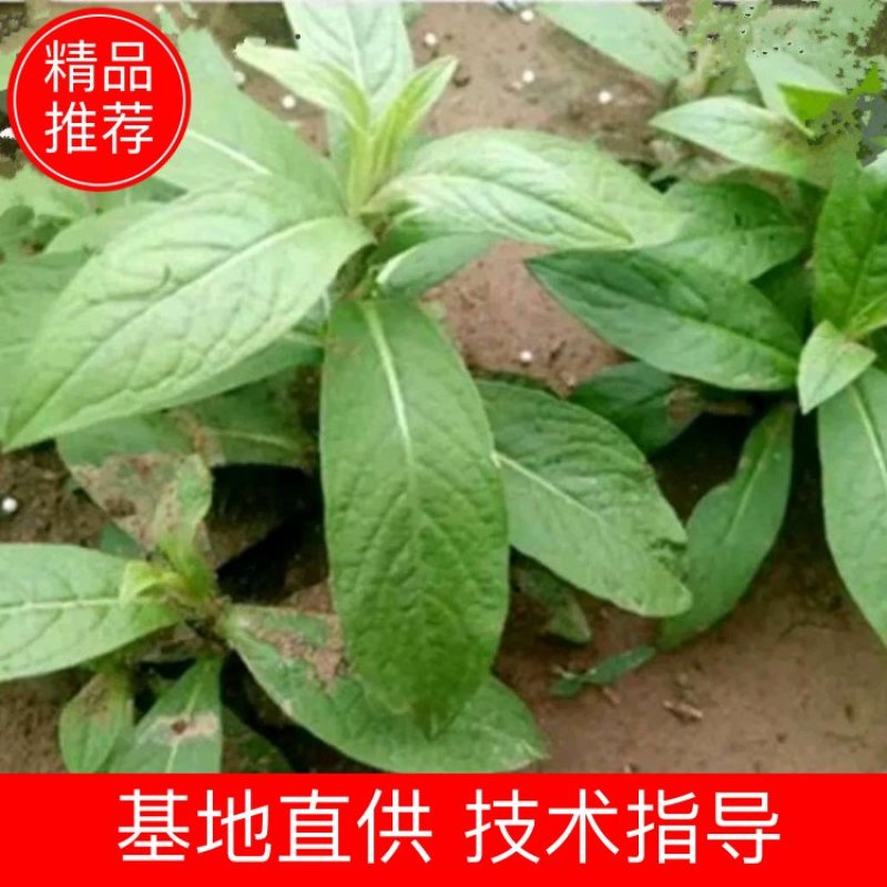 旋覆花芽，谷雨前种植产量更高，基地直发，货源充足