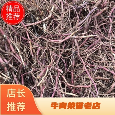 紫菀种苗，适合沙地种植，亩效益万元提供种植技术指导
