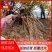 正宗甘肃岷县新鲜当归现挖现发对接药厂加工厂欢迎来电