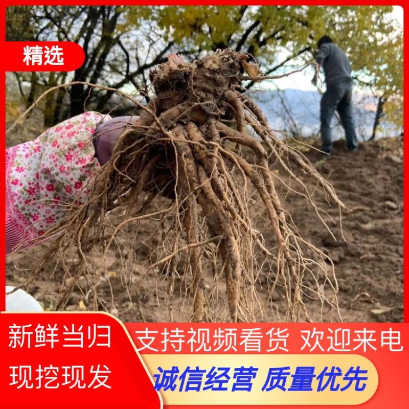 正宗甘肃岷县新鲜当归现挖现发对接药厂加工厂欢迎来电
