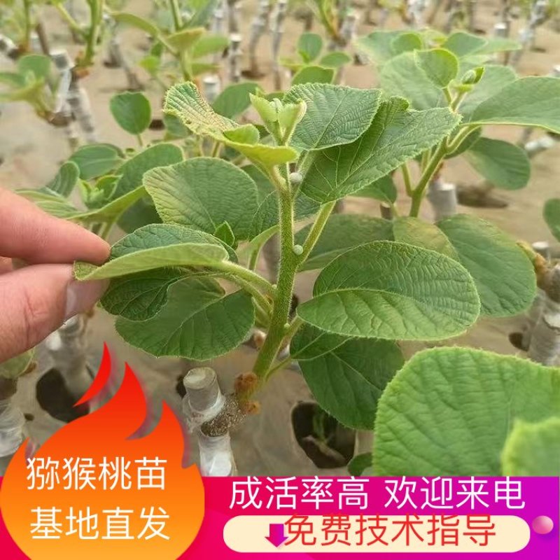 嫁接猕猴桃苗米良一号，瑞玉，翠玉