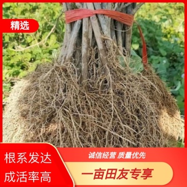 水杨桃砧木实生苗，对萼水杨桃实生苗根须发达抗水，耐寒
