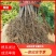 水杨桃砧木实生苗，对萼水杨桃实生苗根须发达抗水，耐寒