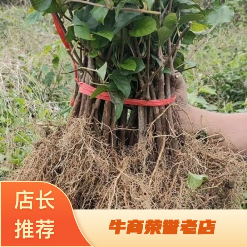 水杨桃砧木猕猴桃嫁接砧木苗水杨桃实生砧木苗水杨桃扦插实生苗