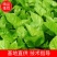 广西桑树苗/桑树苗/大量供应/规格齐全