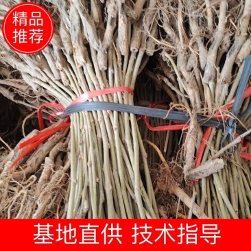 广西桑树苗/桑树苗/大量供应/规格齐全