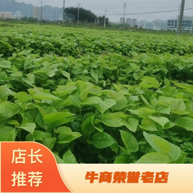 桑树苗/苗场直发/全国供应/视频看货/诚信经营