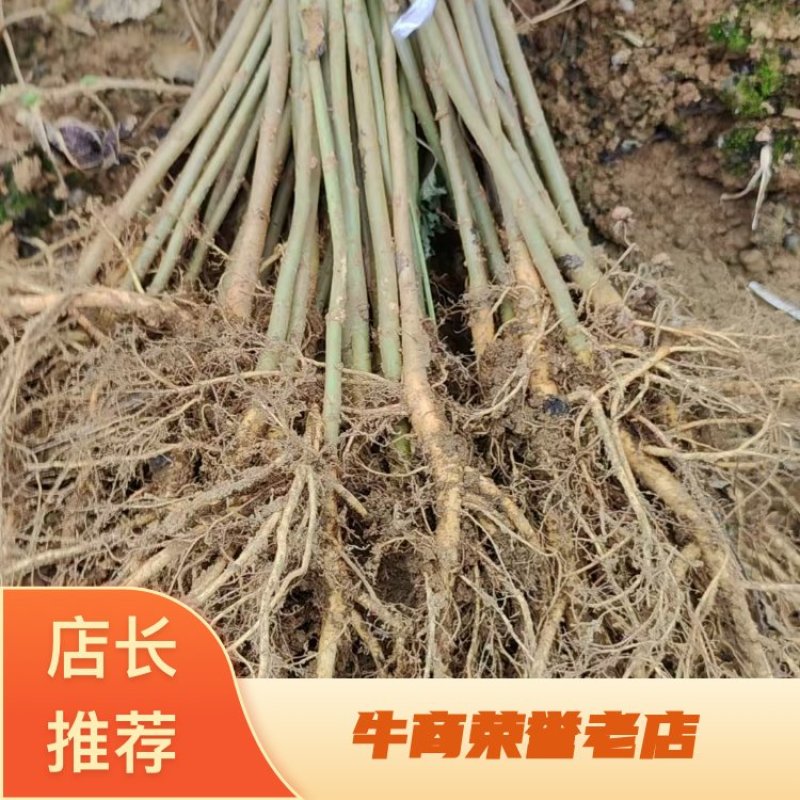 桑树苗质量保证/全国供应/视频看货/诚信经营