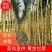 云南黄金甘蔗