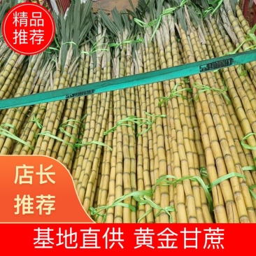 云南黄金甘蔗