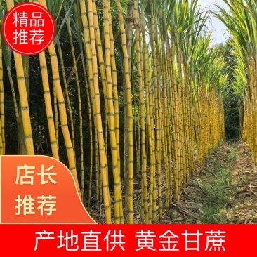 云南黄金甘蔗