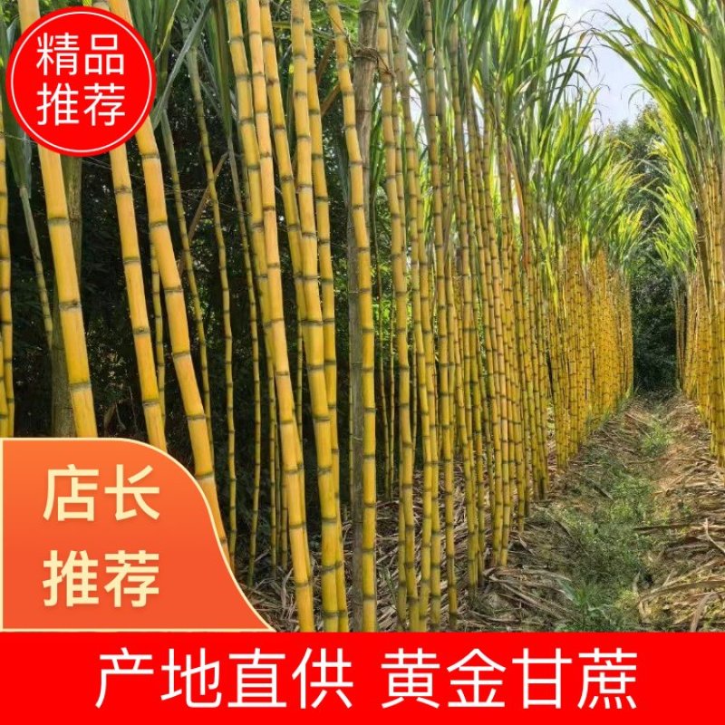 云南黄金甘蔗