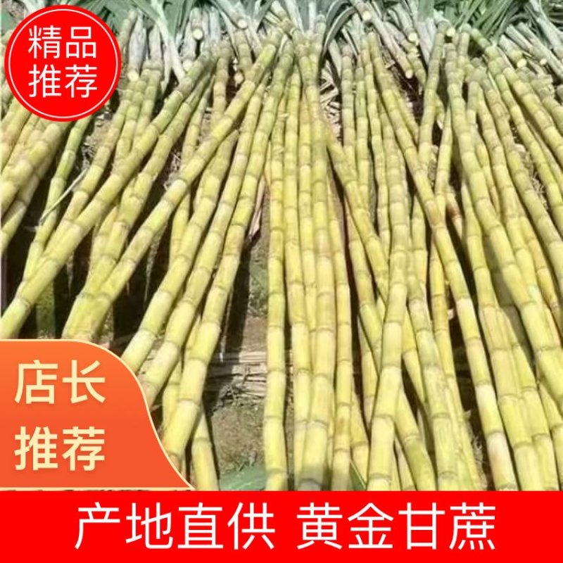 黄金甘蔗。黄皮甘蔗脆口爆汁，浓郁的香甜，回味无穷