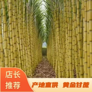 广西黄金甘蔗，黄皮甘蔗大量供应，甘甜可口，糖度+