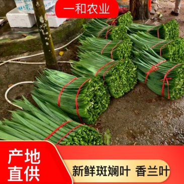 斑斓叶斑兰叶产地直供货量大质量优