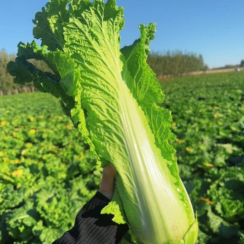 秋绿60白菜产地直销量大质优价格优惠一手货源采购中