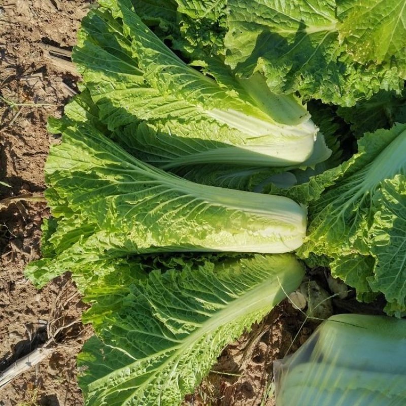 秋绿60白菜产地直销量大质优价格优惠一手货源采购中