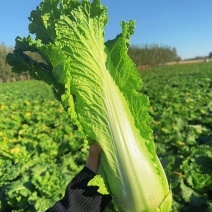 秋绿60白菜产地直销量大质优价格优惠一手货源采购中