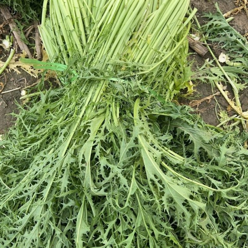 大量供应雪里红，花叶，板叶一手货源量大从优欢迎来电