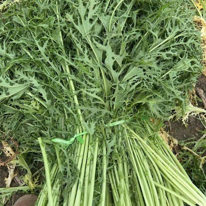 大量供应雪里红，花叶，板叶一手货源量大从优欢迎来电