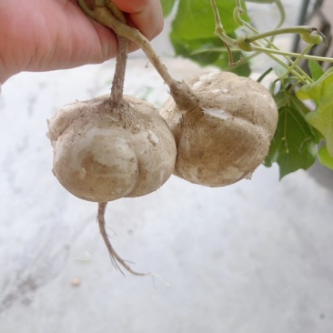 豆薯凉薯大量接单、对接工厂，电商，批发！
