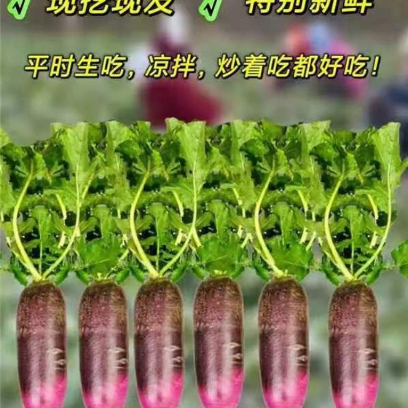 山东水果萝卜大量上市价格美丽诚信合作量大从优欢迎来电