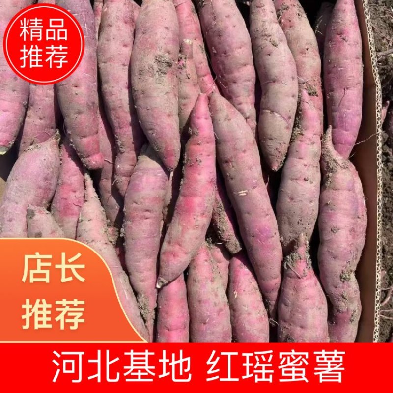 红瑶蜜薯