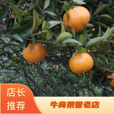 渠县椪柑产地直达量大从优欢迎来电咨询