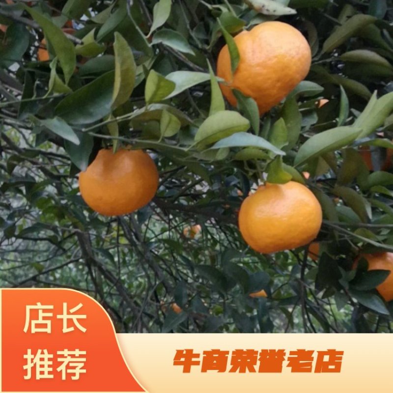 渠县椪柑产地直达量大从优欢迎来电咨询