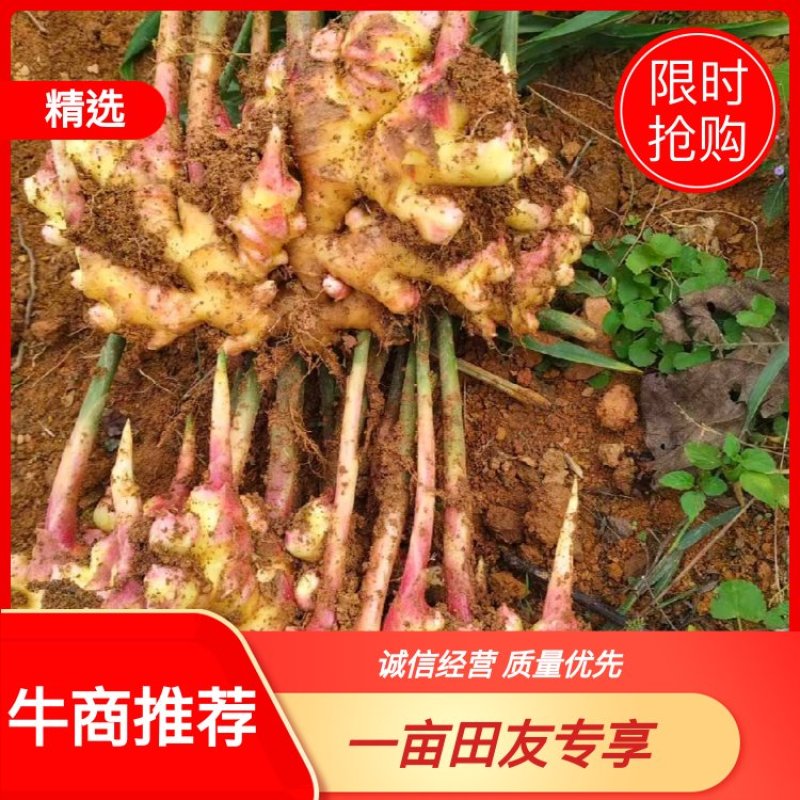 麻鸭