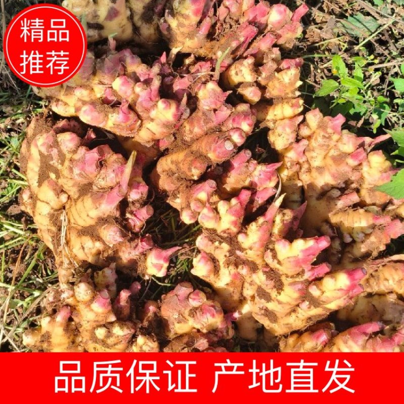 麻鸭