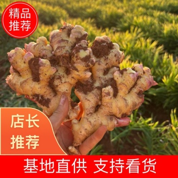 安徽小黄姜一手货源产地直发辛辣味足常年供货欢迎选购