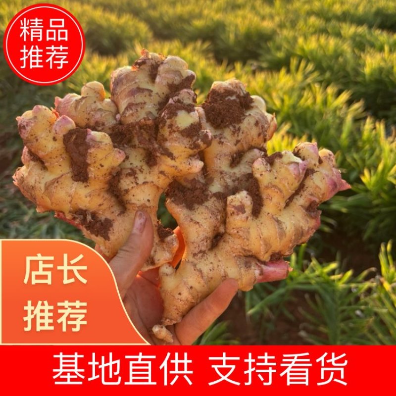 安徽小黄姜一手货源产地直发辛辣味足常年供货欢迎选购