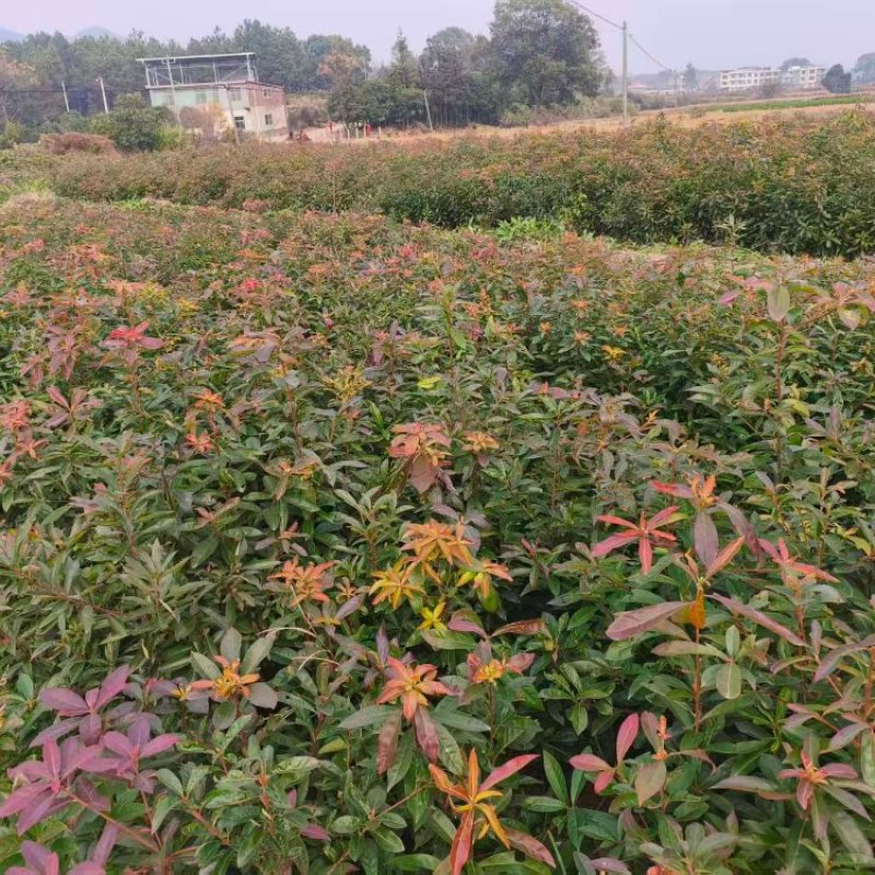 木荷裸根苗基地直发量大从优诚信合作欢迎来电咨询