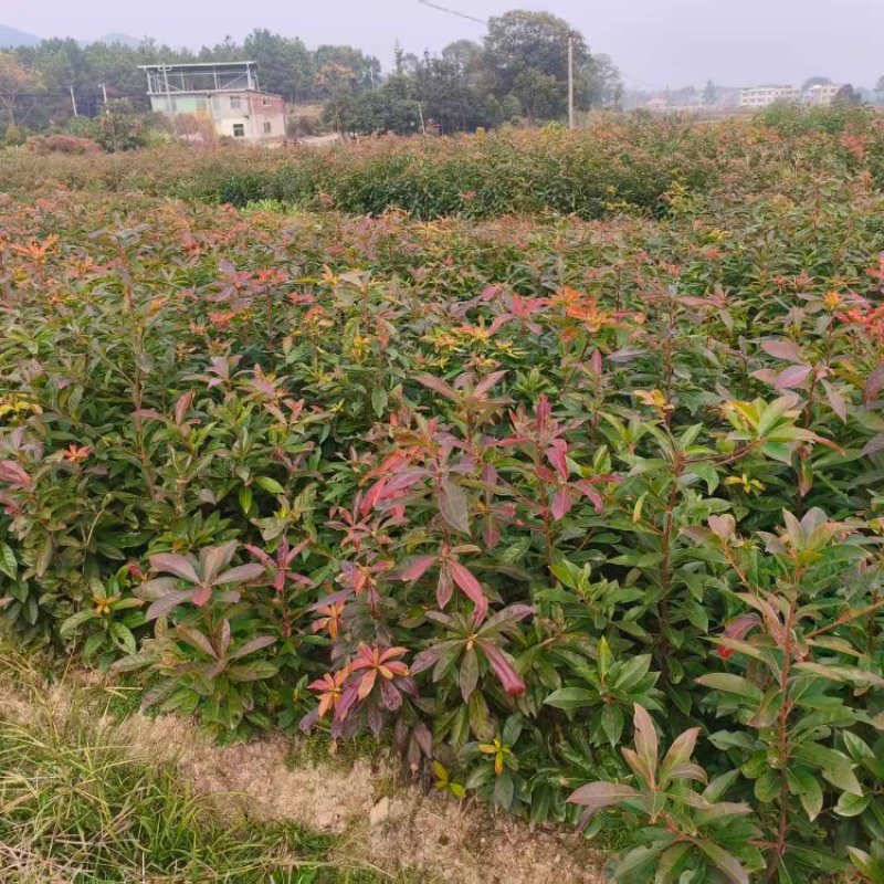 木荷裸根苗基地直发量大从优诚信合作欢迎来电咨询