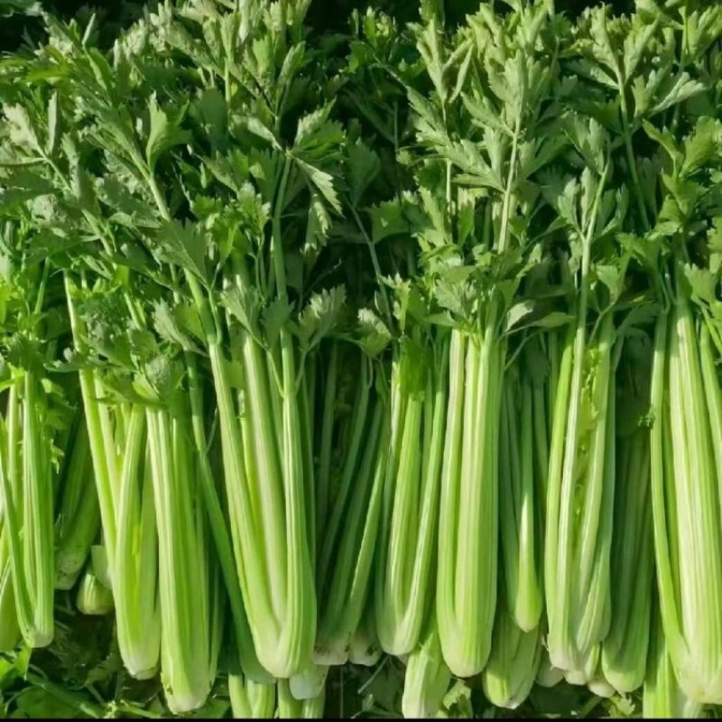 南阳芹菜色泽鲜亮、形态规整，无病斑、虫眼、腐烂变质；水果