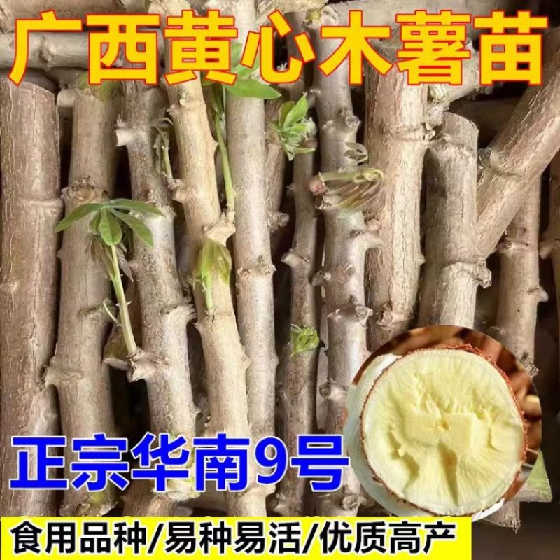 广西黄心木薯苗/华南9号木薯苗高产黄肉黄心/对接全国采购