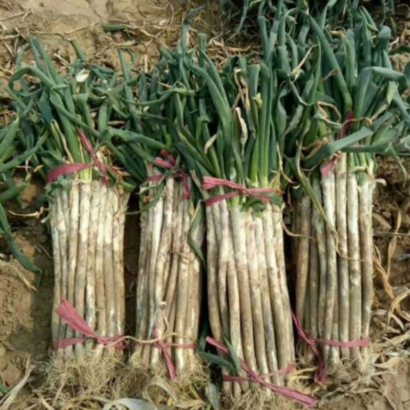 大葱毛葱3cm左右30~40cm长白大葱，量大质优