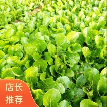 《小白菜》河北暖棚精品小白菜/全国商超/市场档口