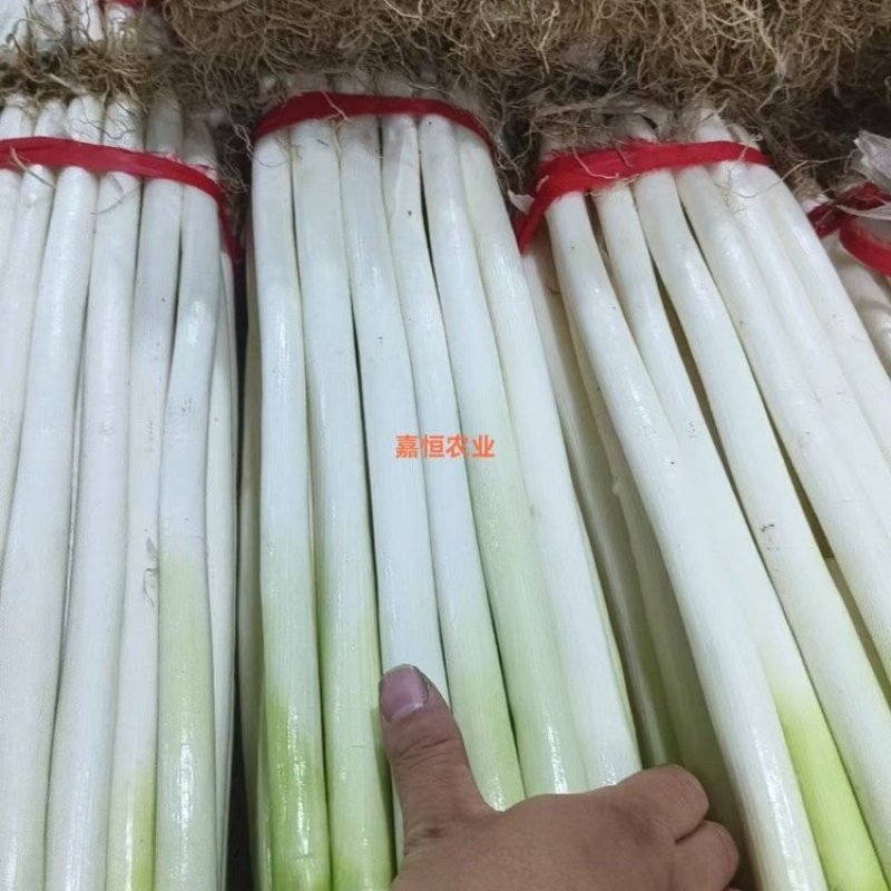 南阳钢葱，豫南沃土孕育的优品好葱。葱白粗壮紧实、专业供应