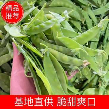 广西荷兰豆源头基地直供，量大价优，长期合作，全国可发货