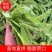 广西荷兰豆源头基地直供，量大价优，长期合作，全国可发货