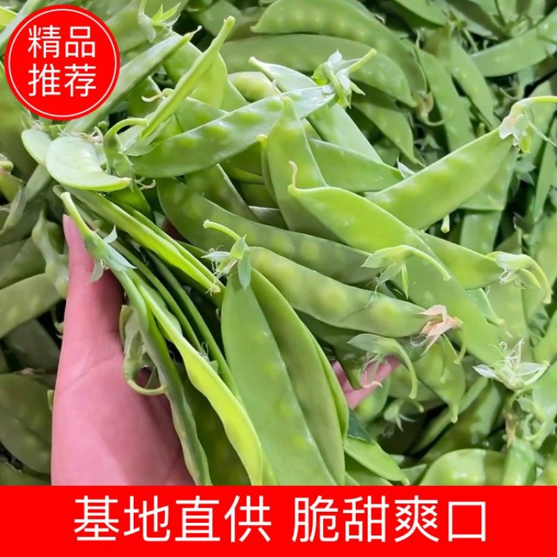 广西荷兰豆源头基地直供，量大价优，长期合作，全国可发货