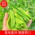 广西荷兰豆现摘新鲜荷兰豆，甜脆爽口，产地直发，量大价优