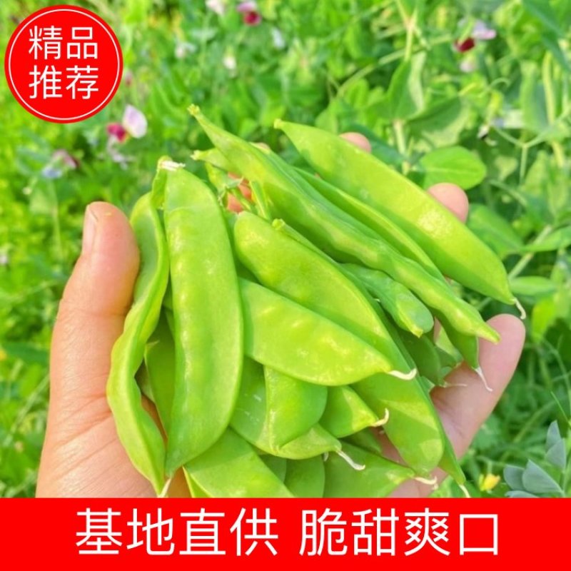 广西荷兰豆现摘新鲜荷兰豆，甜脆爽口，产地直发，量大价优